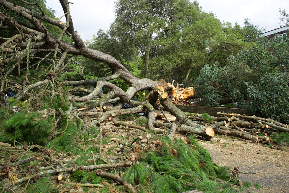 A large fallen tree with thick branches and green foliage lying across a paved driveway or street, with multiple sections and cut ends visible. The tree's trunk is uprooted and broken, with sawed sections exposed. Surrounding the fallen tree are scattered branches, pine cones, and smaller green pine fronds. In the background, there are additional trees and some buildings partially obscured by leaves. The scene appears to be outdoors during the daytime, possibly after a storm or strong wind event. The area suggests a residential or suburban environment where tree removal or clearing may be taking place, related to professional services like those offered by Colliers Wood Man and Van for home relocation, furniture transport, or debris clearance as part of a moving or clearance process.